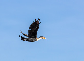Adult cormorant in flight against blue sky background