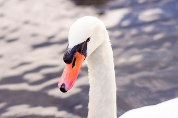 White adult swan floats on the lake, near the shore