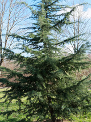 Cedrus deodara | Cèdre de l'Himalaya aux rameaux semi-horizontaux avec pousses extrêmes retombantes garnis d'aiguilles souples bleu-vert en bouquets
