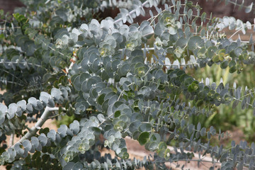 Eucalyptus leaves from a True Blue