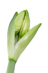 Amaryllis bud isolated on white background close &ndash;up