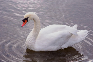 White adult swan floats on the lake, near the shore