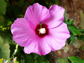 Closeup of pink Alcea rosea flower.
