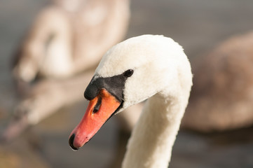 White adult swan floats on the lake, near the shore