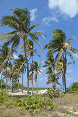 Fototapeta na wymiar Palm trees against the blue sky.