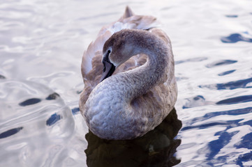 A beautiful swan washes on the lake