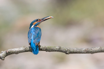 Detailed portrait of Kingfisher with fish in the beak (Alcedo atthis)