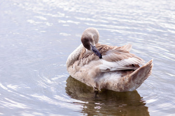 A beautiful swan washes on the lake