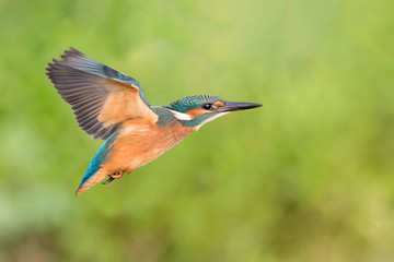 Amazing freeze frame of Kingfisher in flight (Alcedo atthis)