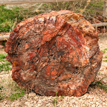 Fossilised tree trunk in Utah, USA
