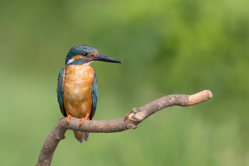 Kingfisher on branch (Alcedo atthis)