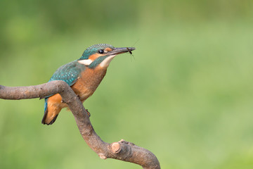 Kingfisher catch the common pond skater (Alcedo atthis and Gerris lacustris)