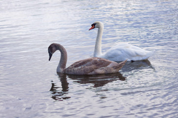 A young swan swims along the lake, near the shore