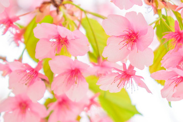 河津桜