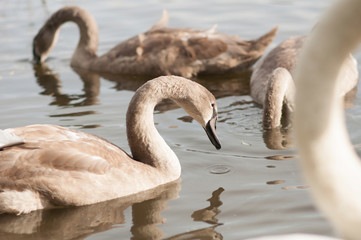 A young swan swims along the lake, near the shore