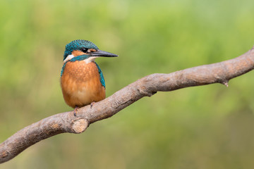 Wonderful portrait of kingifhser at sunrise (Alcedo atthis)