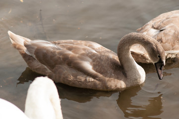 A young swan swims along the lake, near the shore