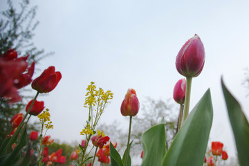 Obraz premium Red tulips after the rain