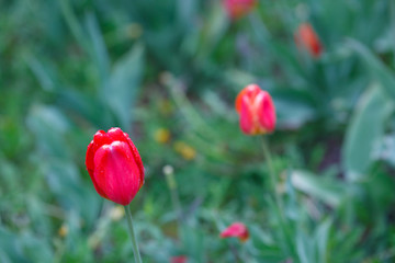 Obraz premium Red tulips after the rain