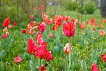 Fototapeta na wymiar Red tulips after the rain