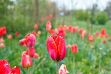 Red tulips after the rain