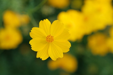 yellow flower with drops of water, yellow flowers background