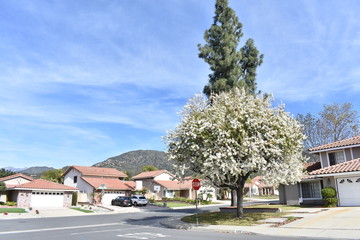Suburban House And Tree In La Verne California