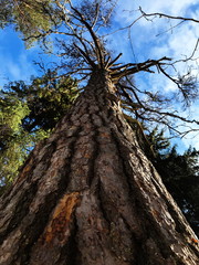 tree on a background of blue sky