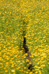 field of yellow cosmos, yellow flowers background