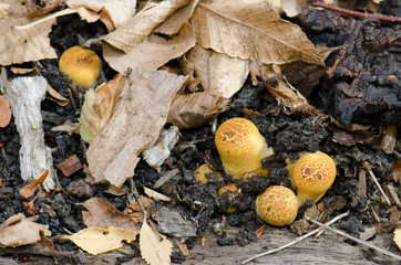 Mushrooms on the ground of the Conguillio National Park.