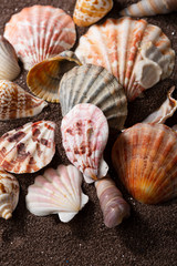 Various seashells on brown sand