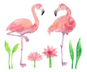 Watercolor set with flamingo. Beautiful pink birds, water lily and green plants isolated on white background