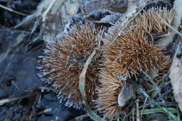 寒い冬の朝　-　栗のイガに霜