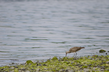 Whimbrel searching for food in the coast.