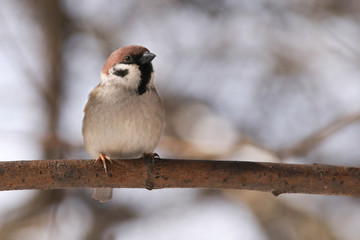 Sparrow sits in the spring on a branch in sunny weather in the Moscow region