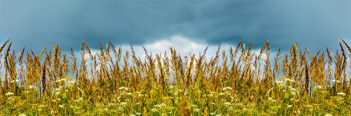 Obraz premium panorama of summer meadow on blue sky background, a landscape of field with wild grass and flower close, selective focus