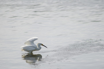 Snowy egret Egretta thula in the coast.
