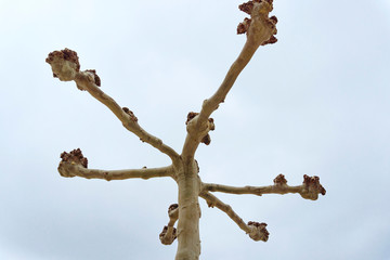 strange young trees with cut branches during a winter without leaves against the background of a cloudy sky