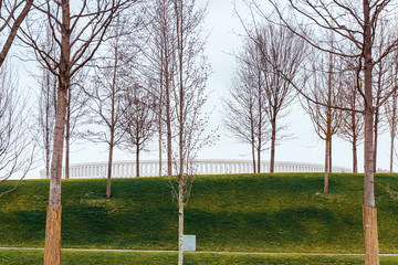 young trees planted neatly on the lawn with different levels close the sports arena seen on the background behind the hill on a cloudy day in the city park