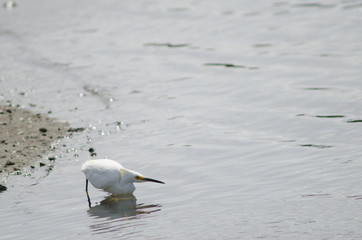 Snowy egret Egretta thula in the coast.