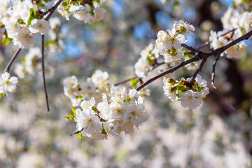apple branch in white blossom. beautiful nature background on a sunny day in spring. blurred background