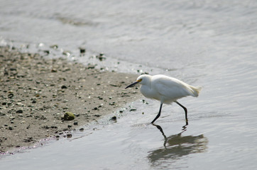 Snowy egret Egretta thula in the coast.