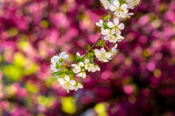 tiny white apple flowers on a sunny day. beautiful nature scenery on a pink blossom background in spring