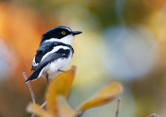 Chinspot Batis bird 