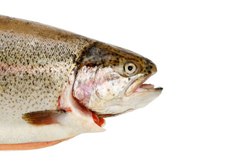 Trout fish isolated on white background