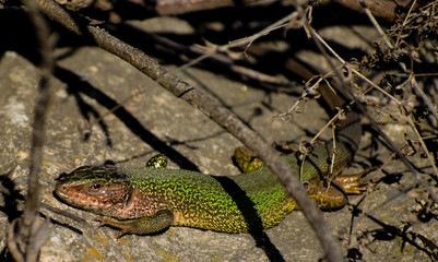 A beautiful green lizard - Lacerta viridis, that lives in Europe