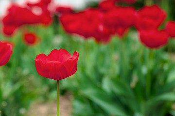 Obraz premium bunch of red tulip blooming in the garden. beautiful nature background in spring
