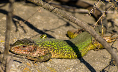 Big green lizard (Lacerta viridis) lying on rotting tree, Palava Hills, Czech Republic