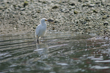 Snowy egret Egretta thula in the coast.