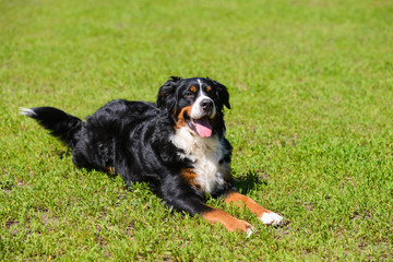 Portrait of large luxurious manicured dog Berner Sennenhund lying on background of green spring grass on  sunny day